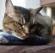 puuu【まとめ買いで割引】の画像