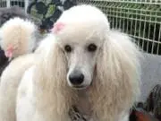 バァバの画像