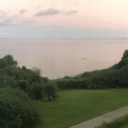 さよりの画像