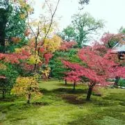 りんごの木の画像