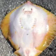 かい