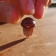 もっちーの画像