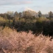 さかつくまるの画像