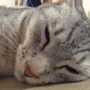 りんだりんだ