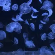 もずくの画像