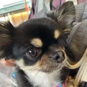 まいこの画像
