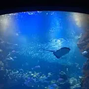 さーちの画像