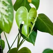 leafの画像