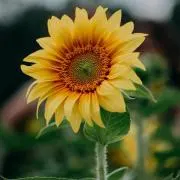 Mi Hoの画像