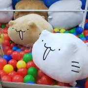 ひろひの画像