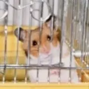 こちの画像