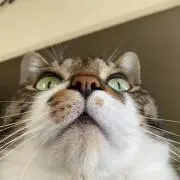 くるみっこ
