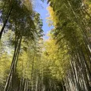 koroの画像
