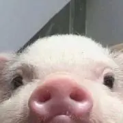 ねくすとの画像