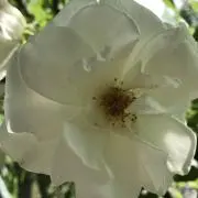 リナの画像