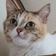 朱雀