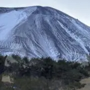 ひよこの画像