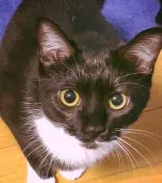 yuurino