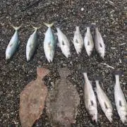 kawa【釣りガール】の画像