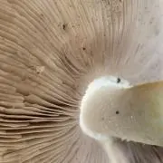 Shroomの画像