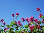 ナナコの画像