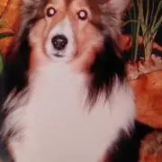 リリーの画像