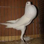 Peace
