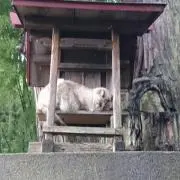 神社のねこ