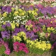 ちーこ
