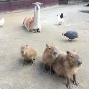 ムーコ⑅୨୧*