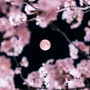 かふの画像
