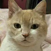 TOTの画像