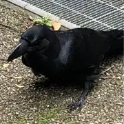 TETSUの画像