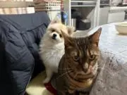 さーやの画像