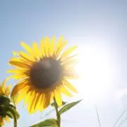 ゆき【基本的に24時間以内発送】の画像