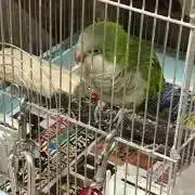 Manamiの画像