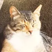 にゃグちゃんの画像