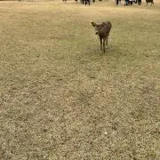 ココペリちゃん