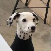 かれんの画像