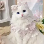 miෆ‪の画像