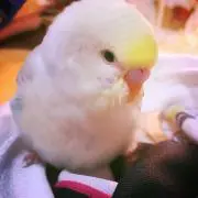 popoの画像