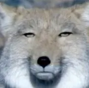 sakの画像