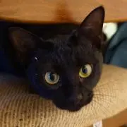たけじゅんの画像