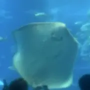 _@!!の画像