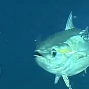 あの画像