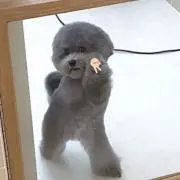 みみちゃん