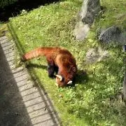 ばしょうの画像