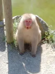 mammymammyhayato