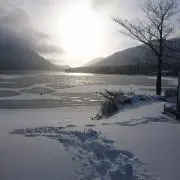 コッケ