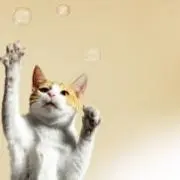 ワカメの画像